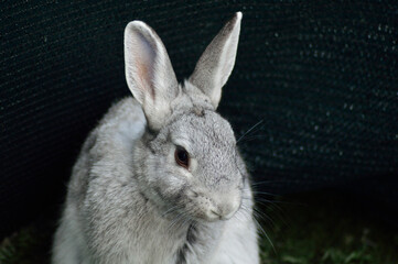 white rabbit on the spring White rabbit Closed gray rabbit 