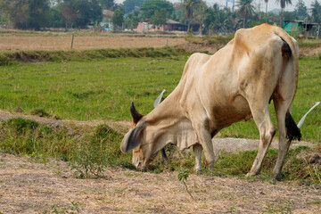 Cow in the green grass