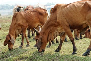 Cow in the green grass
