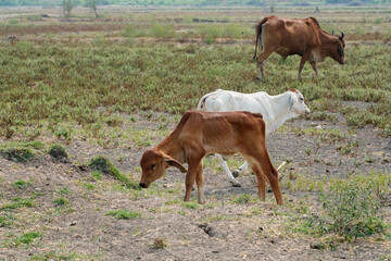 Fototapeta premium Cow in the green grass