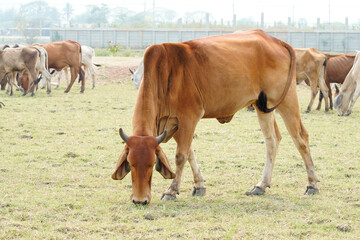 Fototapeta premium Cow in the green grass