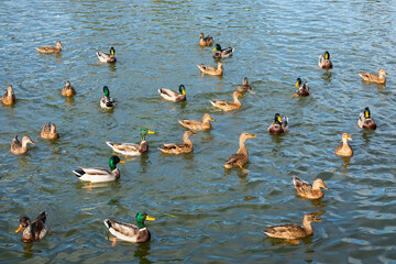 Many wild mallard ducks on the surface of the water. Flock of waterfowl on a sunny day