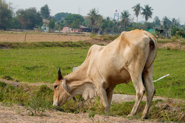 Cow in the green grass