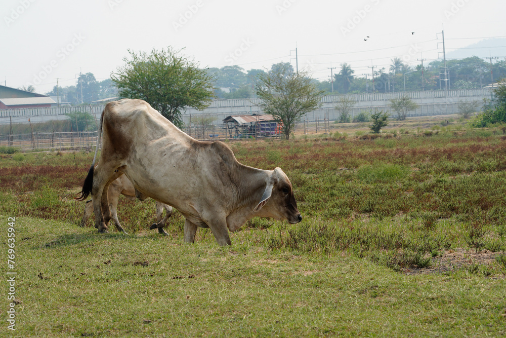 Wall mural cow in the green grass