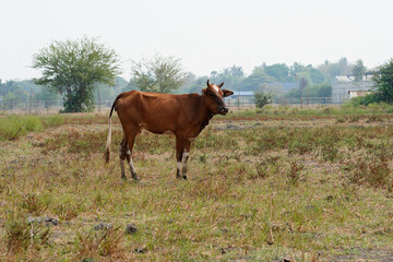 Cow in the green grass