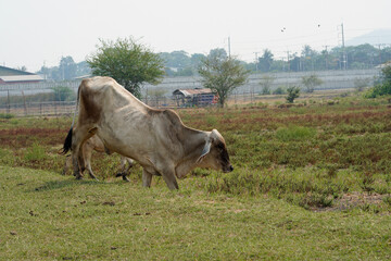 Cow in the green grass