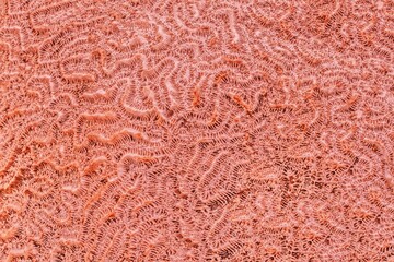 Abstract background in trendy coral color - Organic texture of the hard coral