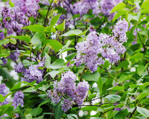 blossoming shrub of syringa in the garden. nature background in spring