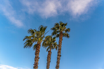 Obraz premium Three Palm Trees on the Island of Happiness 