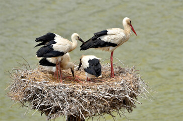White storks (Ciconia ciconia) on their nest above water