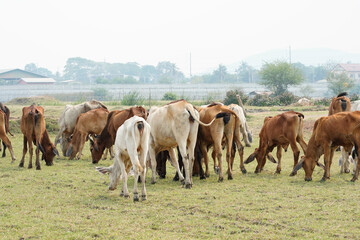 Fototapeta premium Cow in the green grass