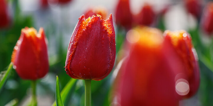 red tulips in full bloom. beautiful closeup floral background