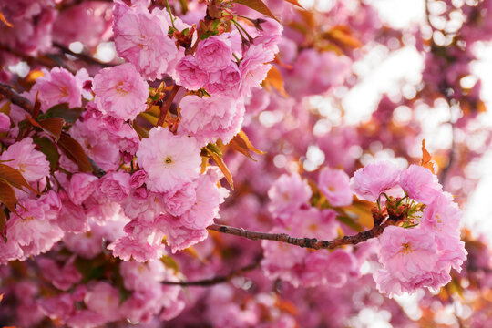cherry blossom on a sunny day in april. springtime wallpaper closeup