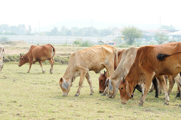 Cow in the green grass