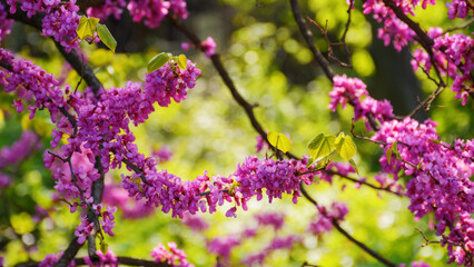 closeup of redbud tree blossoming in the park. pink floral background in spring