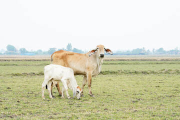 Obraz na płótnie Canvas Cow in the green grass