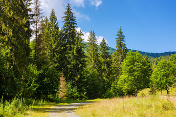 coniferous forest of the carpathian countryside in summer. mountainous landscape of ukraine on a sunny day