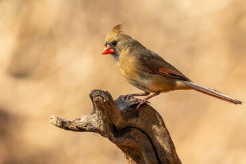 Female Cardinal 