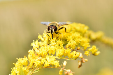 A male bee, a drone, photographed from the front.
