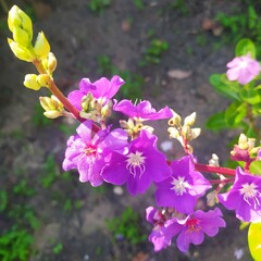 Quaresmeira big flower purple