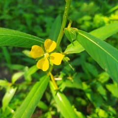 Separate four-petal yellow plant