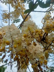 Cassia Fistula