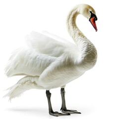 Fototapeta premium Swan isolated on white background