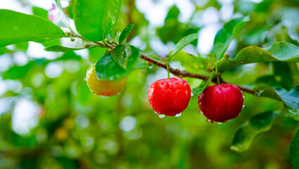 Thai or Acerola cherries fruit on the tree, high vitamin C and antioxidant fruits.