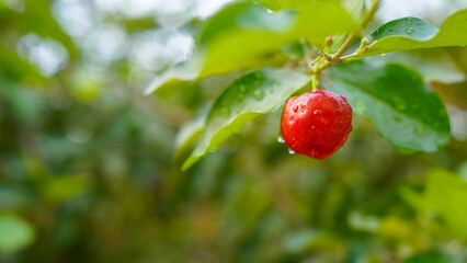 Thai or Acerola cherries fruit on the tree, high vitamin C and antioxidant fruits.