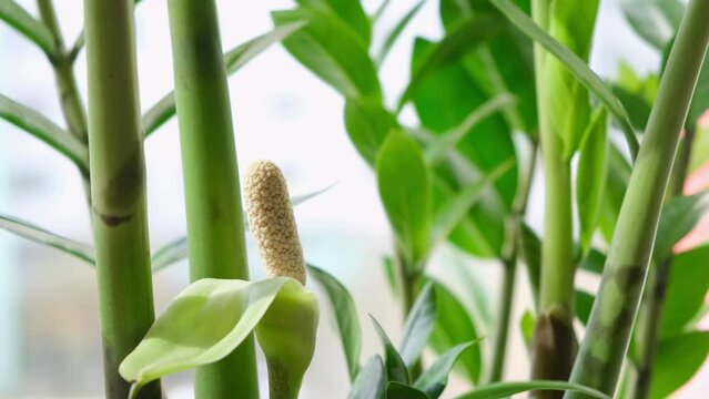 Zamioculcas flower bloomed close-up. Minimalistic ZZ plant flower growing from stems. Blooming exotic plant. Symbol of good luck. Footage, moving image, 4K 