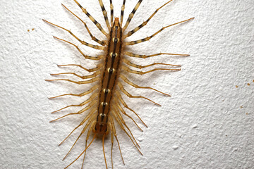 Scolopendra crawls along the wall. View from above.