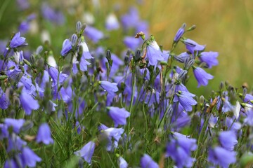 Harebell flowers in Norway