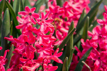 Beautiful red/pink flowers in the grass in a beautiful place. 