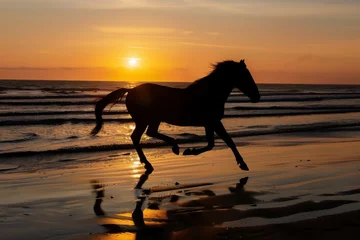 Zelfklevend Fotobehang silhouette of horse running at sunset on beach © primopiano