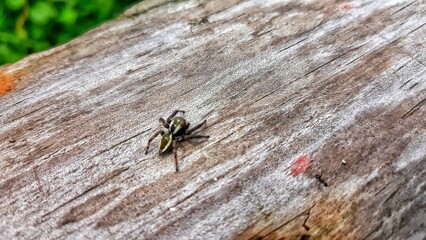 Little spider on wood 