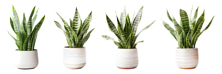 Collection of snake plant house plant on transparent background. Generative ai design art.