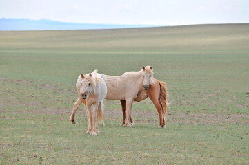 The Mongolian horse  -  native horse breed of Mongolia.