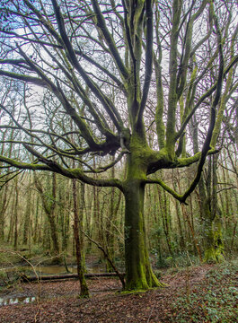 Tree in a Cornish forest