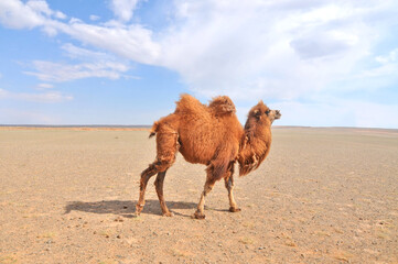 The Bactrian camel in Mongolia