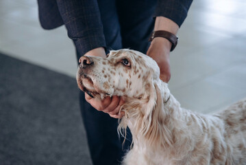 english setter at dog show