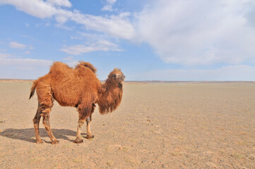 The Bactrian camel in Mongolia
