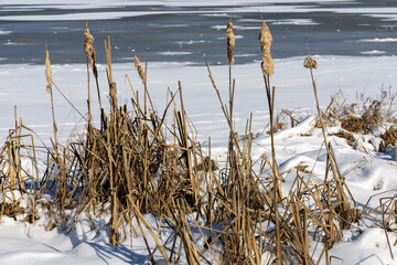 Last years cattails frozen in winter scene - 769660711