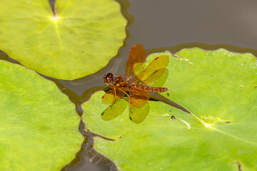 Eastern Amberwing (Perithemis tenera) dragonfly