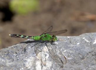 Female Eastern Pondhawk Dragonfly resting - 769661189