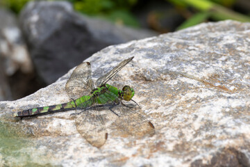 Female Eastern Pondhawk Dragonfly resting - 769661311