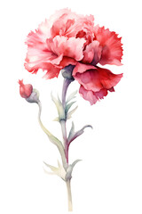 Watercolor beautiful realistic red carnation flower with leaves, a beautiful vintage illustration isolated on white background. Digital AI generated art