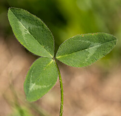 Beautiful clover leaf in pasture land
