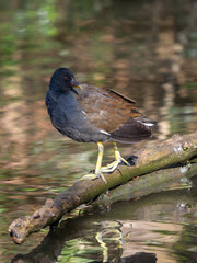 Moorhen Standing on a Stick in a Lake