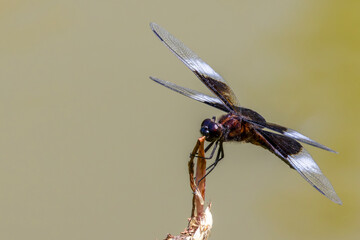 widow skimmer Dragonfly on branch
