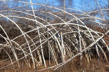 Bent white birch trees from the weight of winter snow and ice